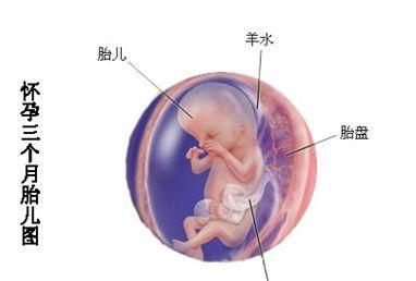 【怀孕13周】怀孕十三周胎儿图,怀孕13周吃什么,注意什么?