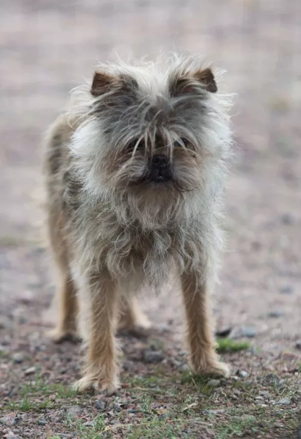 猴脸梗——地球上长得最像孙悟空的狗