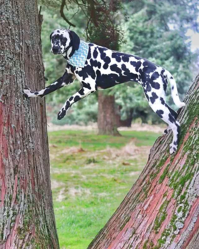 喜欢爬树的狗狗们,你们咋不上天呢!