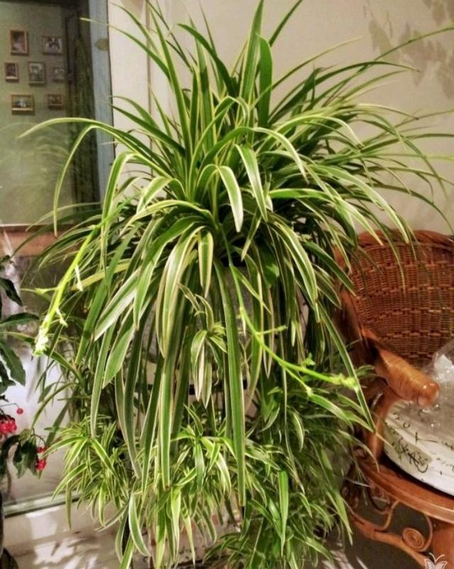 吊兰怎么养才能更旺盛(金边吊兰叶子尖枯萎发黄怎么办)