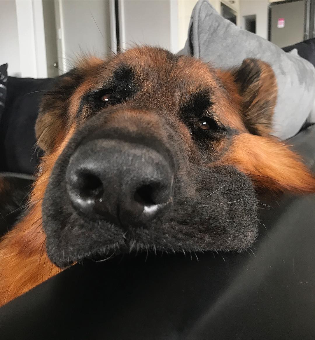 威武帅气的德国牧羊犬居然也可以是行走的表情包