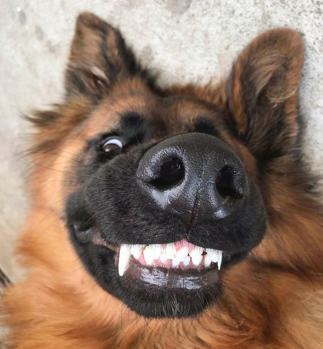 威武帅气的德国牧羊犬居然也可以是行走的表情包