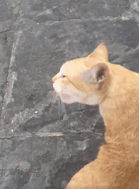 网友给流浪猫挠痒痒,流浪猫开心得唱起歌来,真可爱