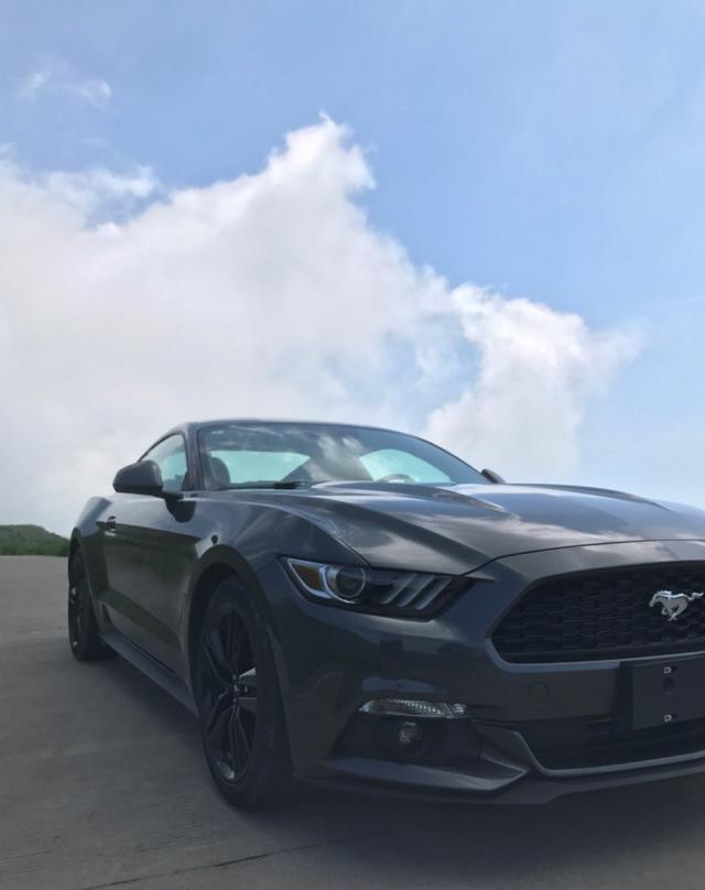 放纵不羁爱自由 我心中那匹mustang