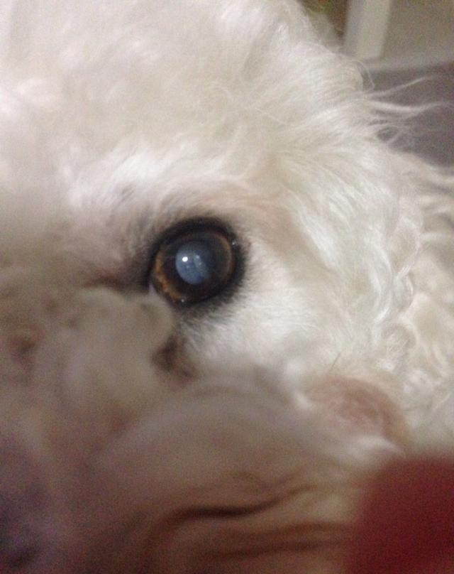 可怜的狗狗得白内障了