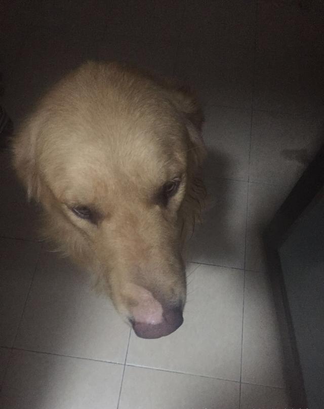 金毛被主人用开水烫,鼻子和腿都伤了,看着狗狗可怜的眼神,心碎