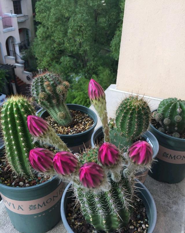 看了这些仙人球开挂式开花 就不信你不心动,不入坑