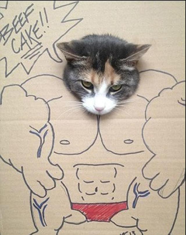 网友表示,家里的猫有3块腹肌,朋友不信,便发来着gif!查收一下