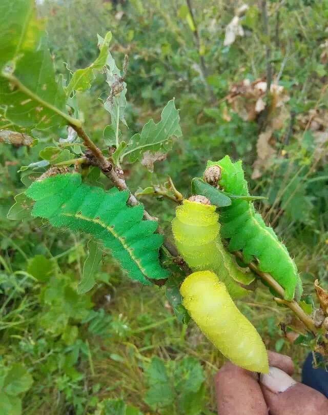 蚕虫不知道是什么蛋你从来都不会是一个人,拿起自己的武器去跟这操蛋