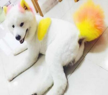 这些萨摩耶,被自己的主人弄成了这样子,它们都怀疑狗生了