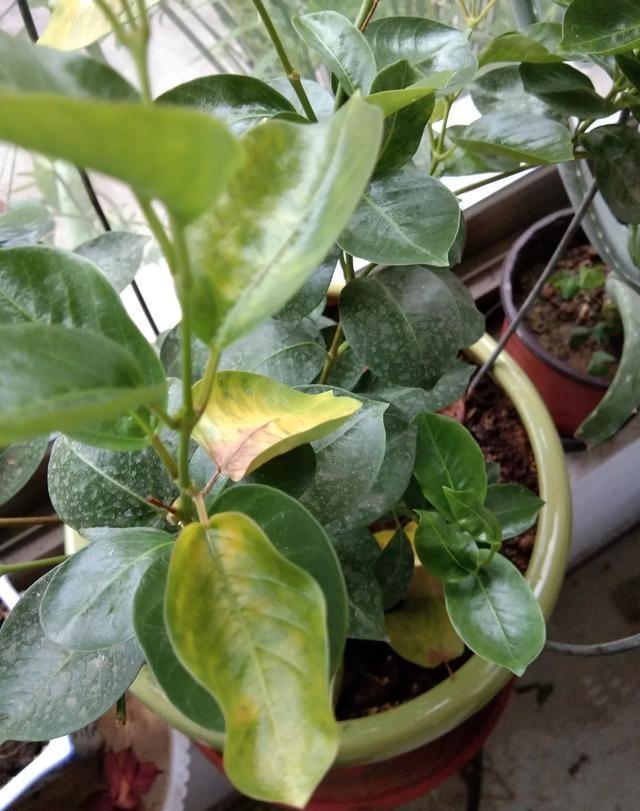 飘香藤出现黄叶落叶要这样去处理养好恢复才能开花不断