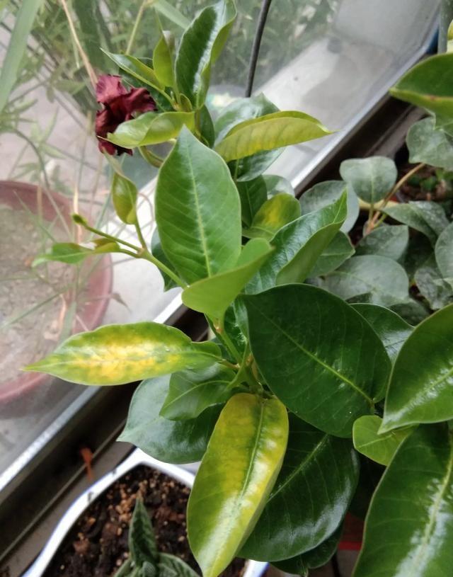 飘香藤出现黄叶落叶要这样去处理养好恢复才能开花不断