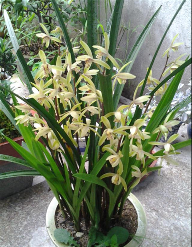 夏季养兰花,抓住它的"小辫子",兰叶呼呼长!