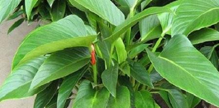 2,冬天要控水控肥,为防叶长得太散,可以用木棍支柱叶柄,等到冬后叶长