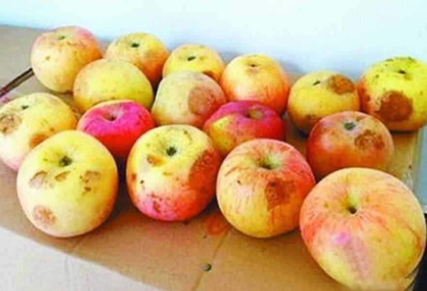 苹果腐烂了一块,是整个苹果都不能吃吗?