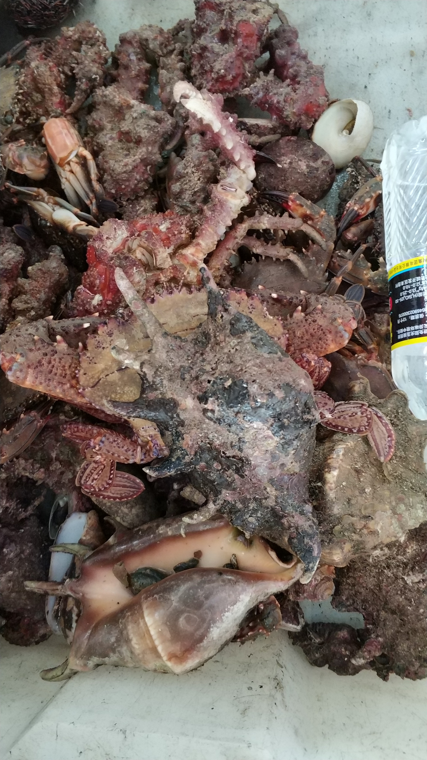 斑鹑螺tonna dolium,带鹑螺tonna olearium,大琵琶螺 ficus graciess