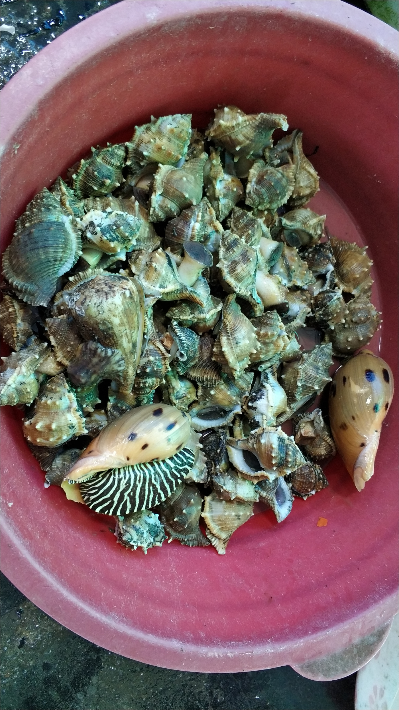 褐棘螺,chicoreus brunneus,类似很多棘刺的都叫棘螺.31.