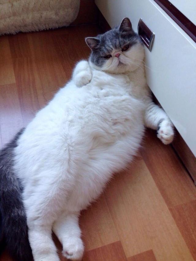 胖的猫我见多了,这么自律的还是头一只!