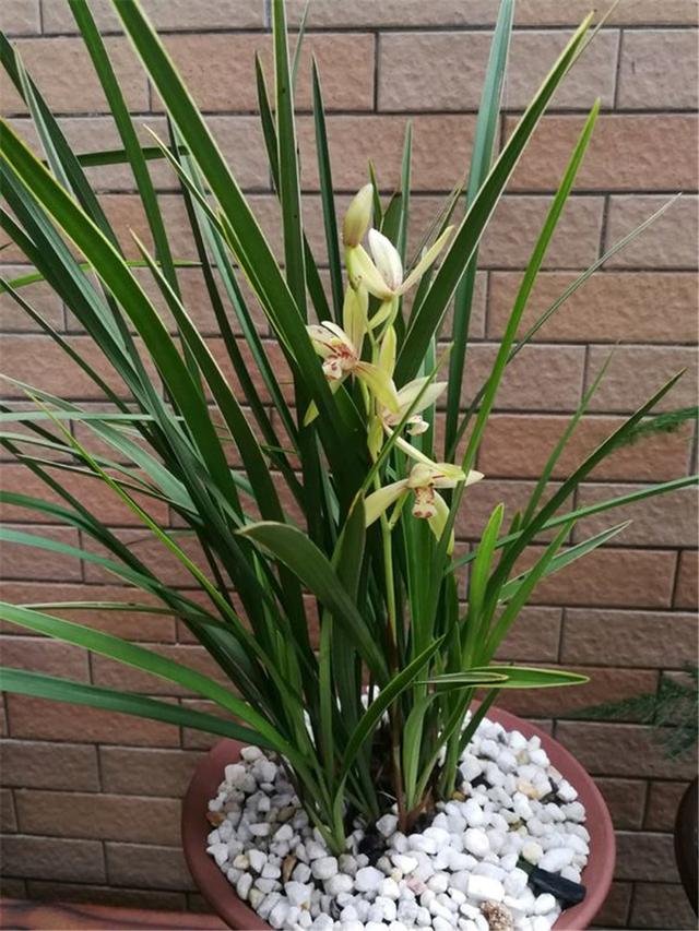 夏季养兰花,抓住它的"小辫子",兰叶呼呼长!