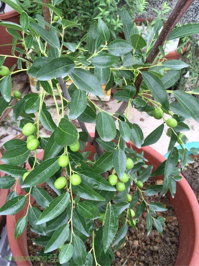 "枣树"养家里,预示孩子"早成栋梁",秋季"果子"一箩筐