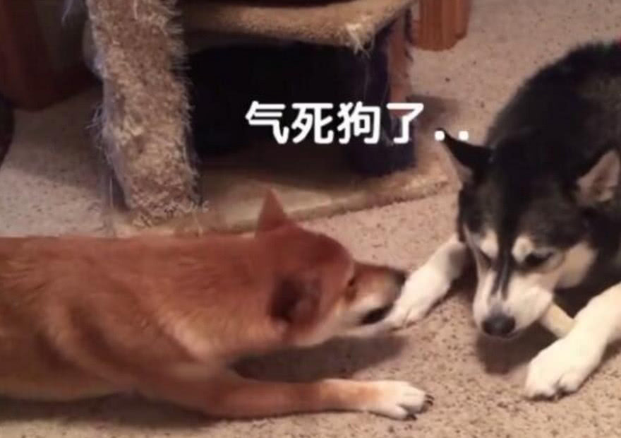 二哈当着柴犬的面吃独食,一旁的柴犬不停唠叨着,急死了