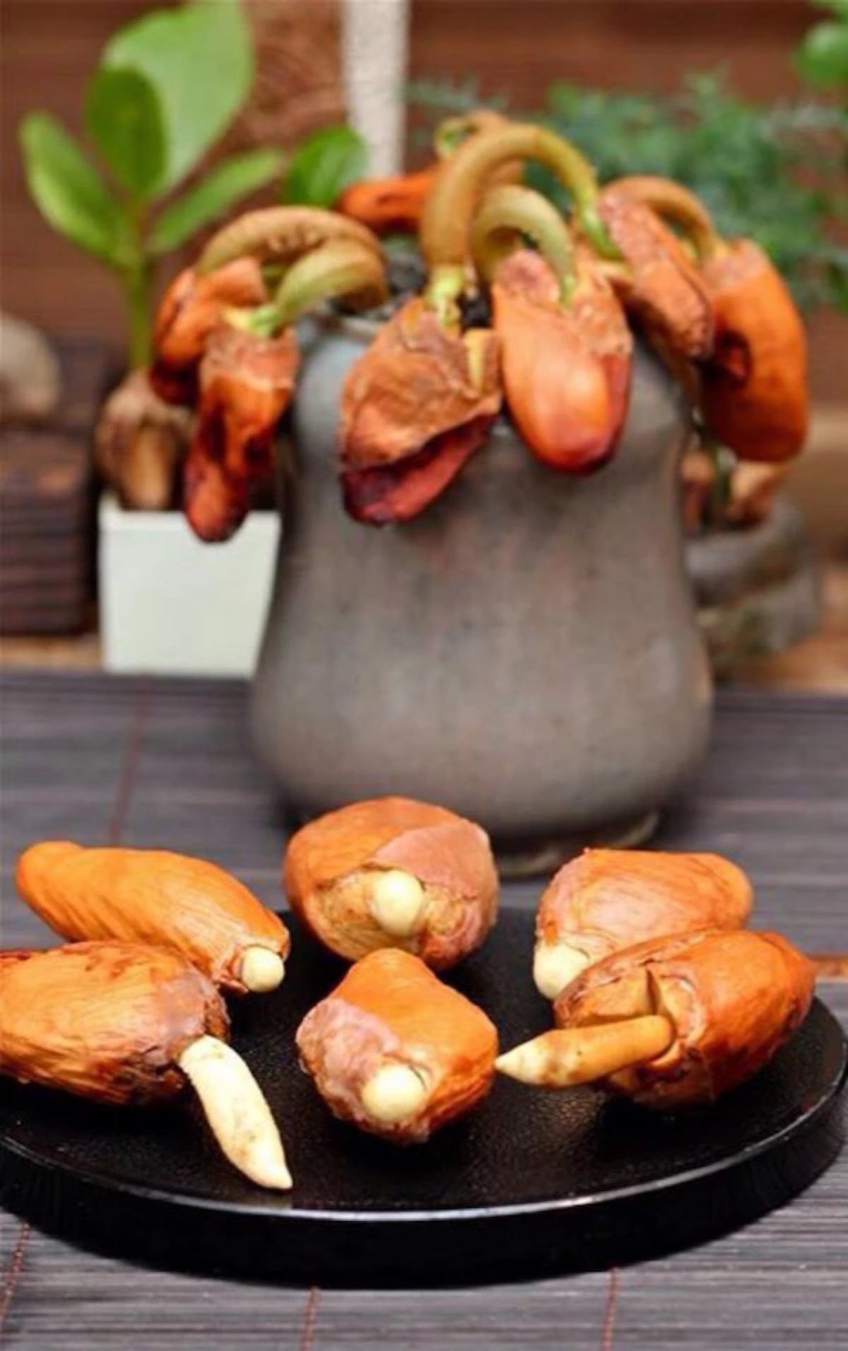 吃完榴莲核别扔,种花盆里,2周就能长出一颗漂亮的盆栽!