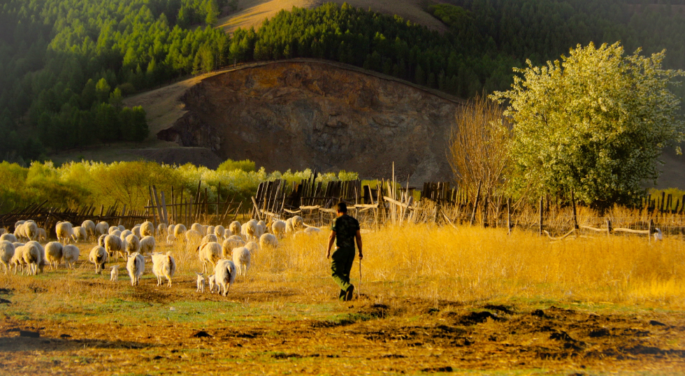 这样牧羊的场景在内蒙古大兴安岭林区随处可见,人们已经司空见惯,甚至