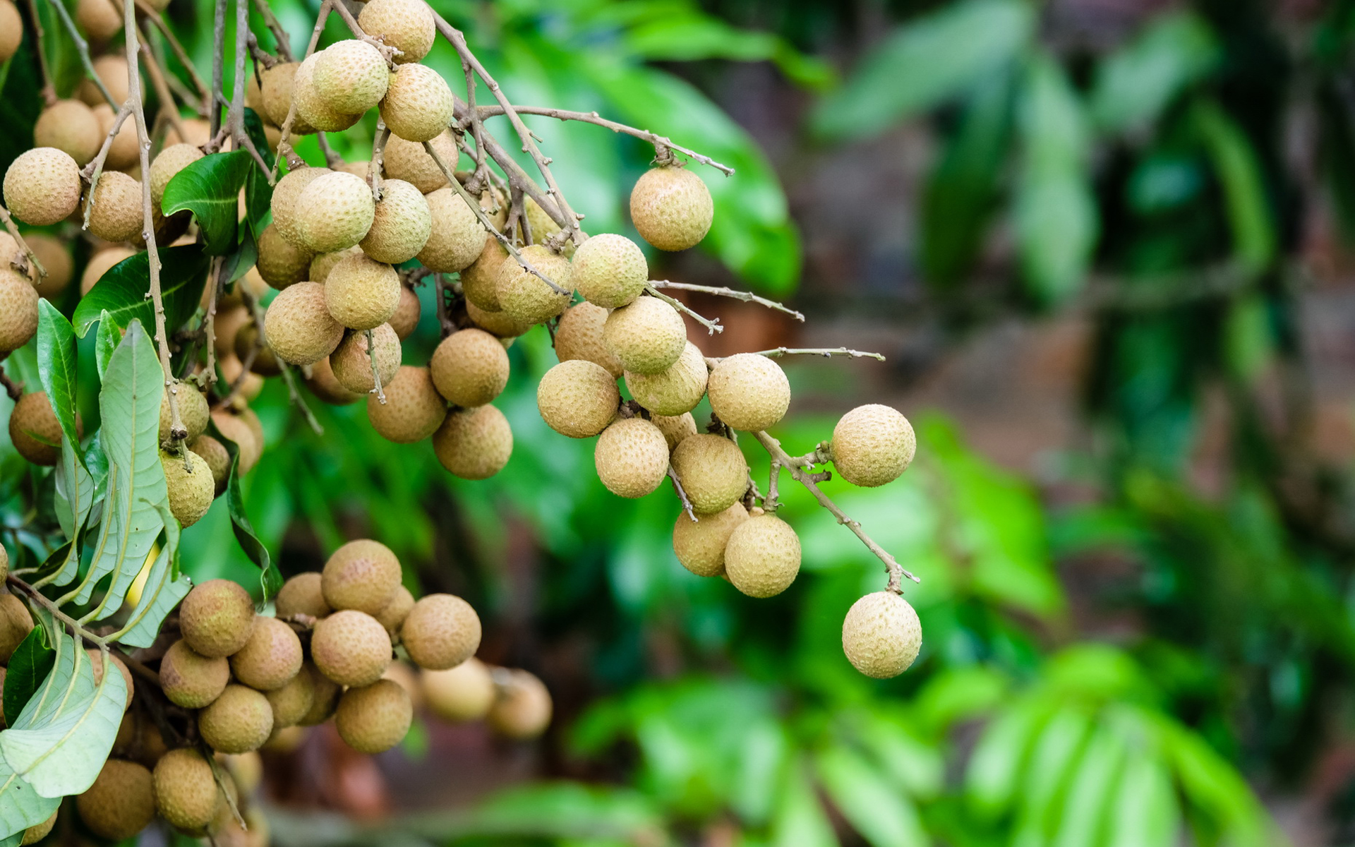 食品以荔枝为贵而滋益则以龙眼为良龙眼补气血之功力胜参芪