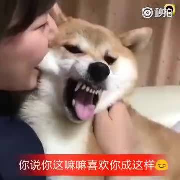 萌萌的柴犬被主人咬脸,痛又不敢发火,表情好逗 搞笑