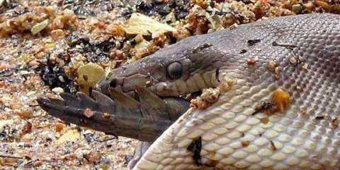 实拍巨蟒大战鳄鱼过程, 厉害了啊!