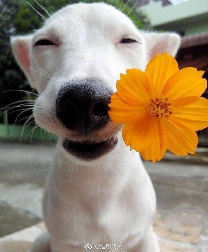 祝看到这个狗狗的宝宝们每一天都开心,太治愈了
