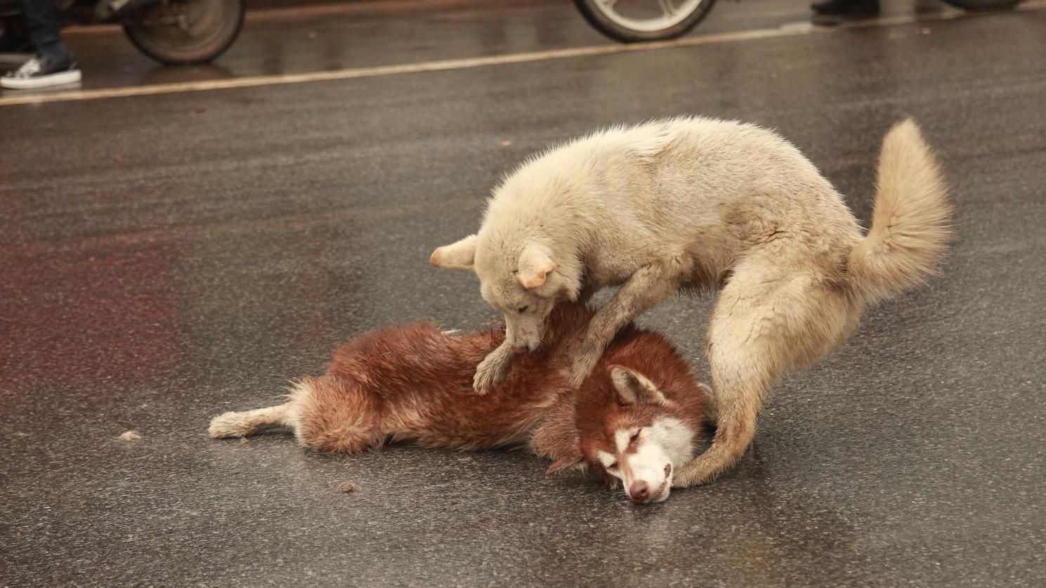 盘点那些催人泪下狗狗感人的瞬间,你能忍到第几个不哭?