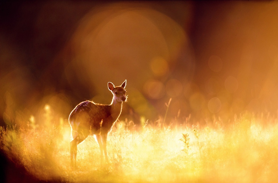 迷鹿丨摄影师andrewevans