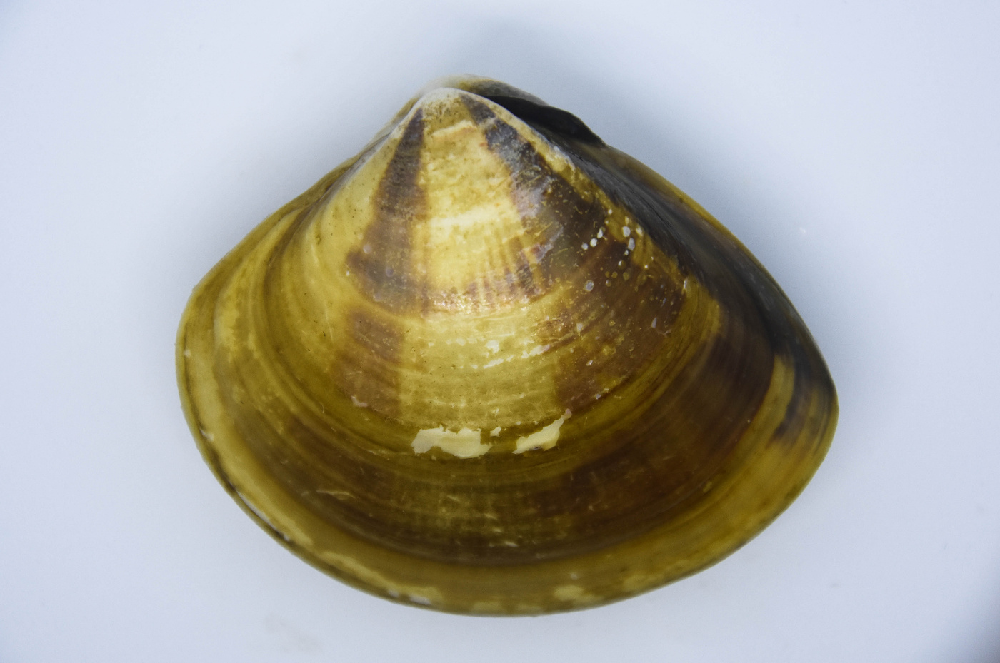 斧文蛤,学名:韩国文蛤,meretrix lamarckii,幼贝约五公分时,壳面邮北