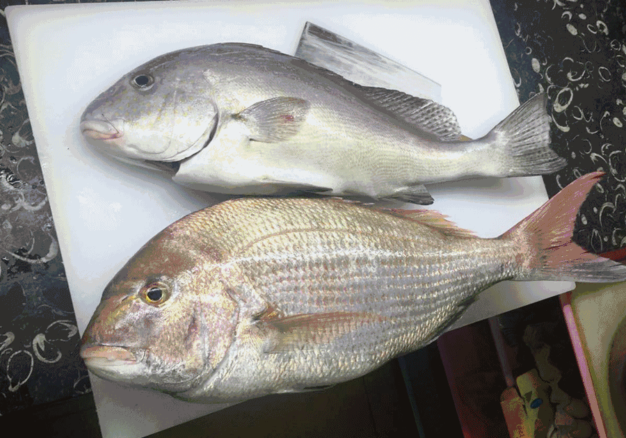 新鲜鱼生除了三文鱼君每日都能见到你都猜不到今天会驾到的是哪种鱼生