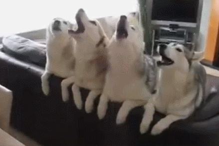 439_293gif 动态图 动图