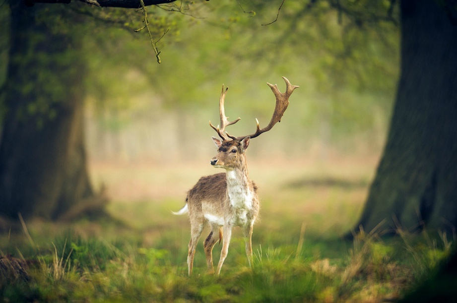 "迷鹿"丨摄影师andrew evans 67"迷鹿"丨摄影师andrew evans 67"