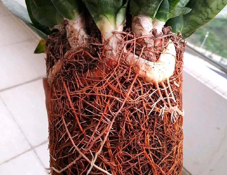 如果虎皮兰生长过快,那么不要等到它的根部,挤满花盆之后再给它换盆