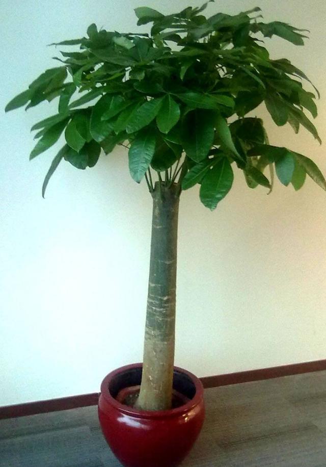 发财树常见病因分析及解决办法!