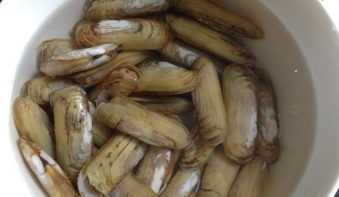 一周做一次,我用它解馋,老公用它下酒,孩子用它补钙,一举三得|蛏子|下