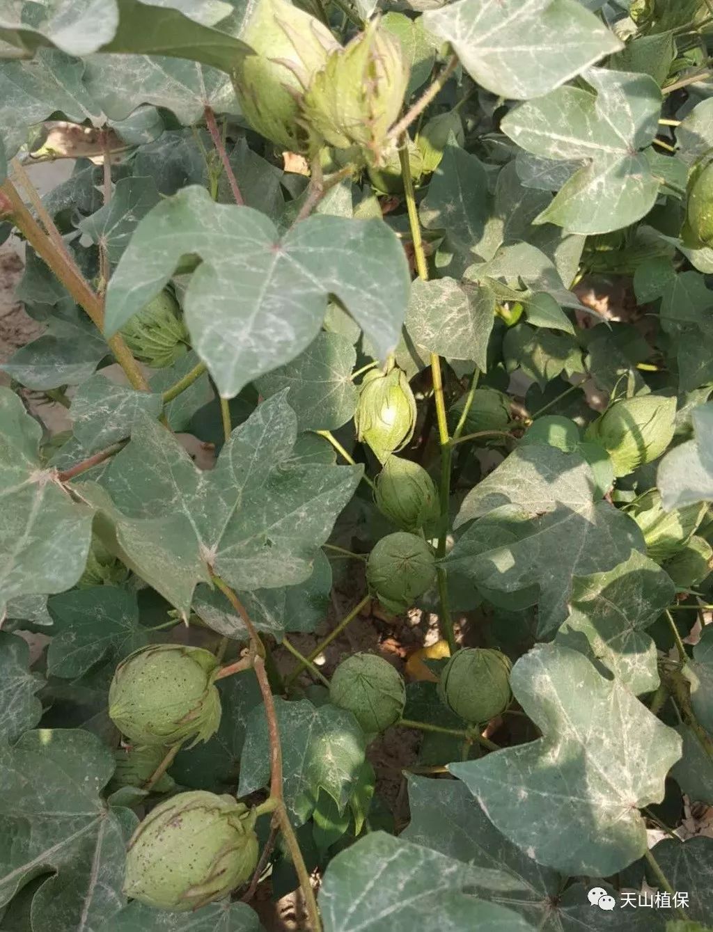 8月份棉花花铃期管理技术要点