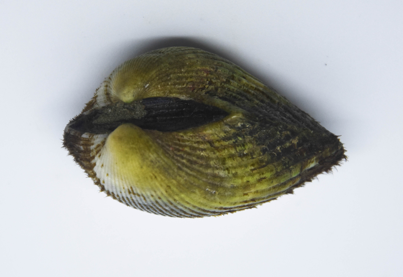 20. 椰子螺,melo melo,又称瓜螺.21.棕带仙女蛤 callista erycina22.