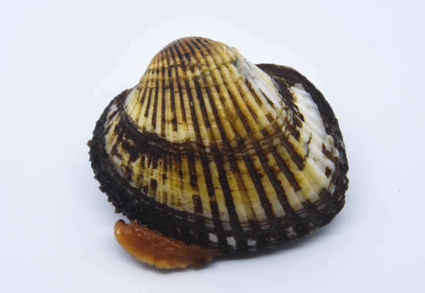 海南鱼市常见贝类一