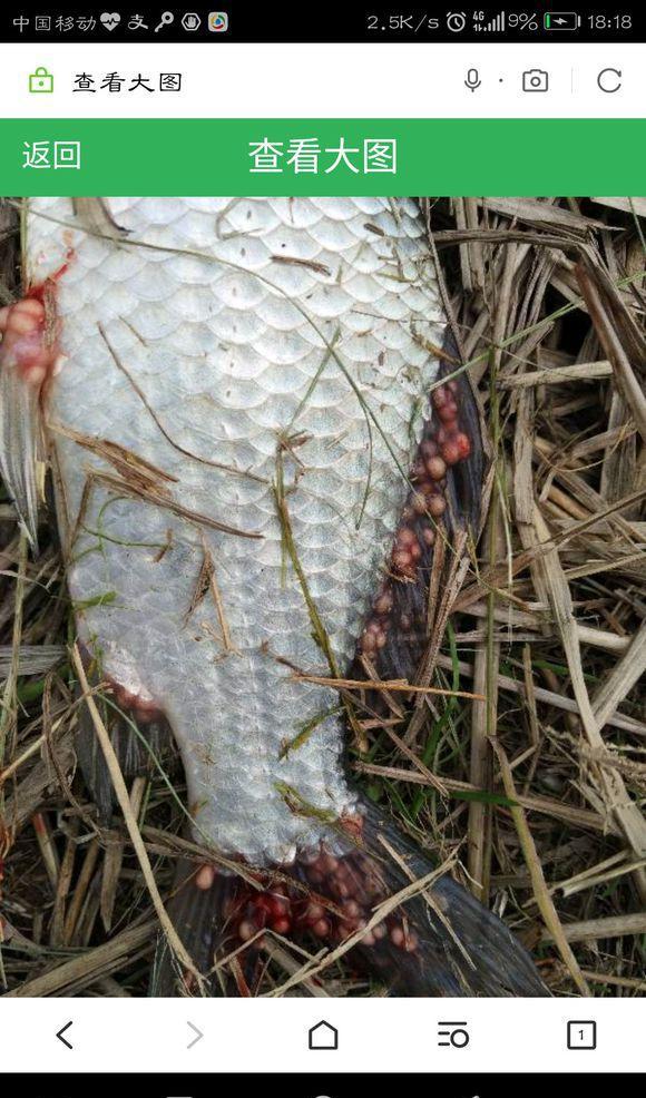 总起鸡皮疙瘩怎么了(总是起鸡皮疙瘩为什么) 总起鸡皮疙瘩怎么了(总是起鸡皮疙瘩为什么)