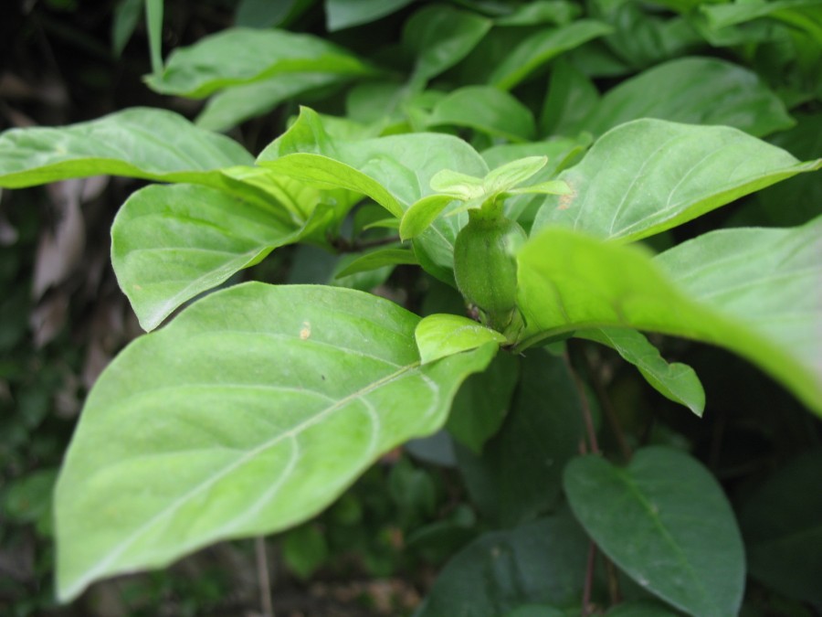 农村一奇特野果,酷似石榴,扔水里能毒晕活鱼,还能做农药杀害虫