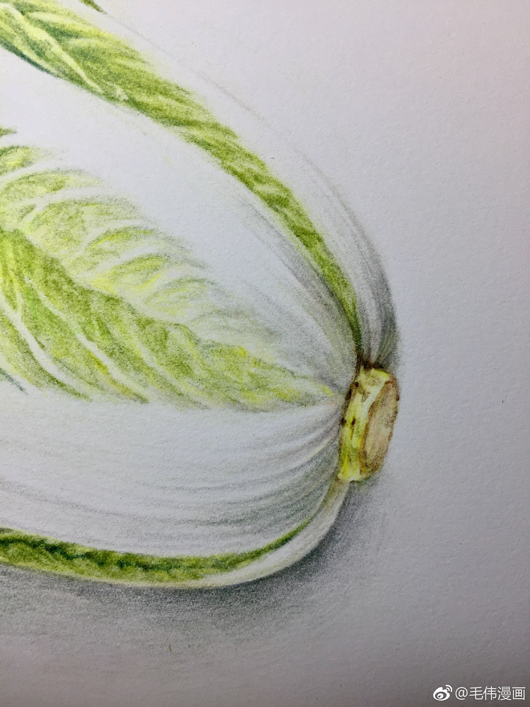 白菜,百财! 画材|百财|画材|水彩纸_新浪新闻