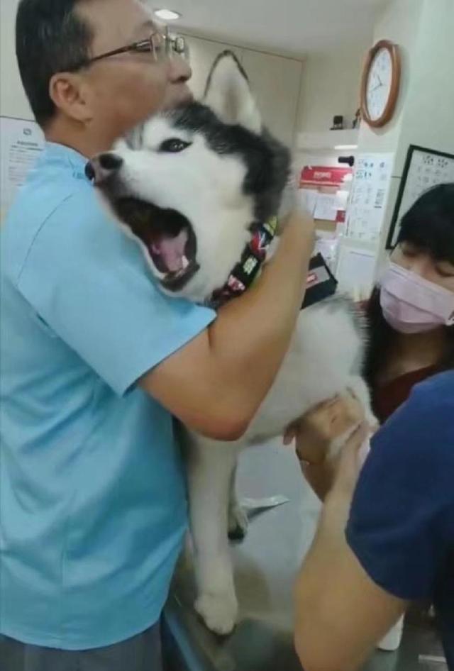 哈士奇|嗷嗷叫|主人_新浪新闻