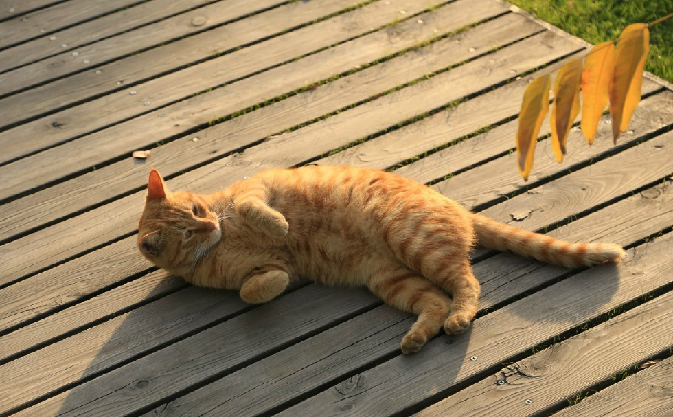 人文摄影，十个橘猫九个胖，还有一个特别胖|摄影|人文|橘猫_新浪新闻