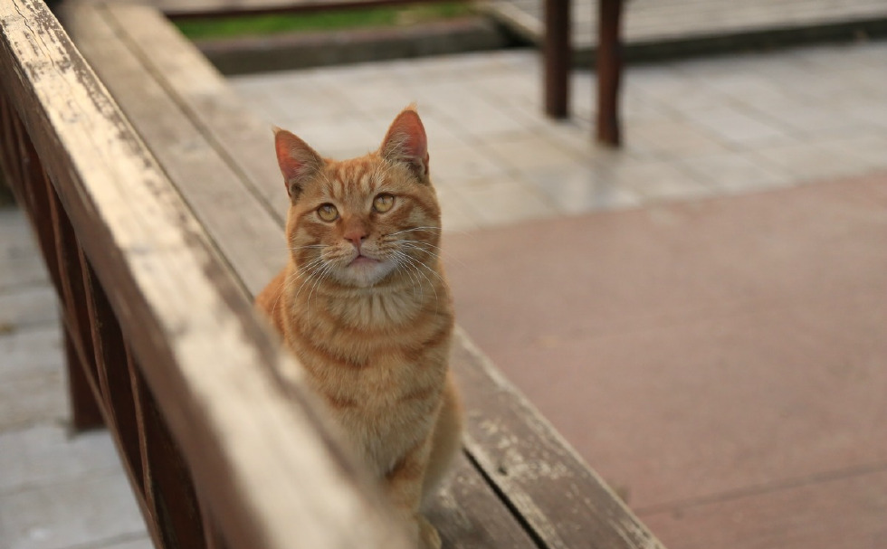 人文摄影，十个橘猫九个胖，还有一个特别胖