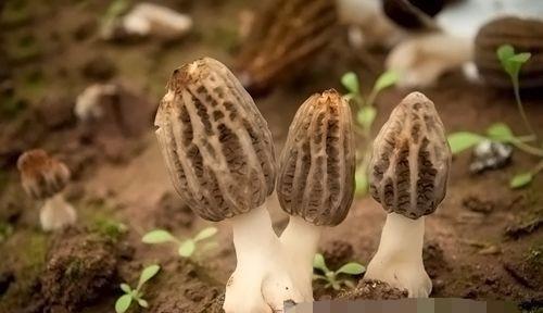 酷似人体器官怪异植物
